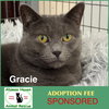 Gracie - Photo 1