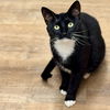 adoptable Cat in  named Tux