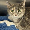 adoptable Cat in winchendon, MA named Nya