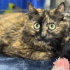 adoptable Cat in winchendon, MA named Wish