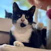 adoptable Cat in winchendon, MA named Maleficent