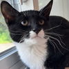adoptable Cat in  named Flower
