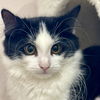 adoptable Cat in  named Aurora