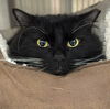 adoptable Cat in  named Cleo