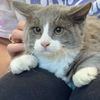 adoptable Cat in winchendon, MA named Jack Jack