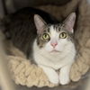 adoptable Cat in  named Penelope
