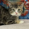 adoptable Cat in  named Robin