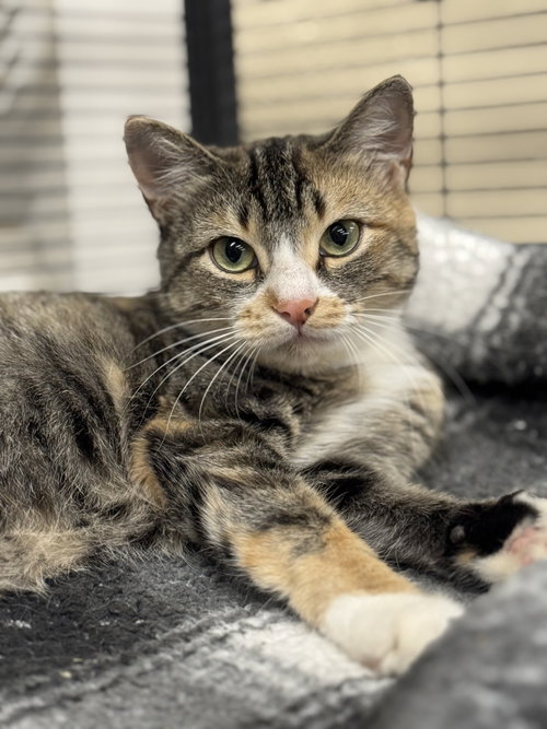 picture of the cat needing adoption