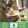 Robin - Photo 1