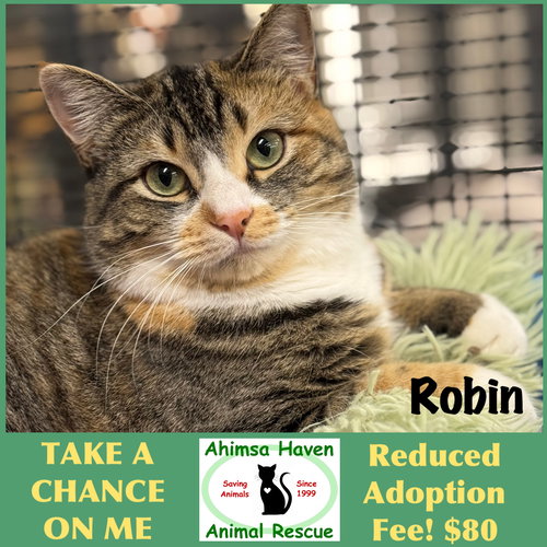 ROBIN - Domestic Short Hair / Calico available for adoption