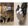 adoptable Cat in , MA named Duck & Martin