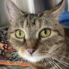 adoptable Cat in  named Biscuit