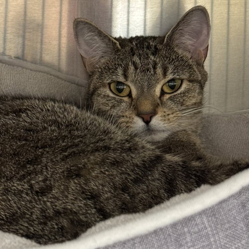 WILLOW - Domestic Short Hair available for adoption