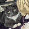 Nugget - Photo 3