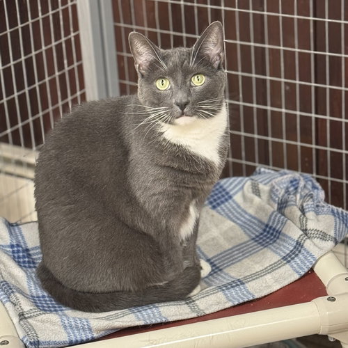 NUGGET - Domestic Short Hair available for adoption