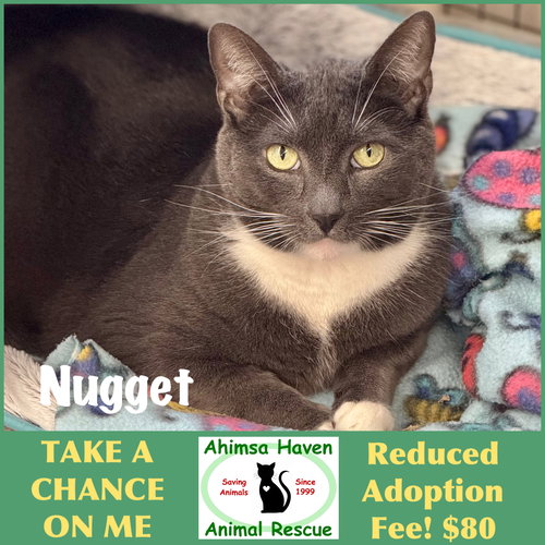 Nugget, an adoptable Domestic Short Hair in Winchendon, MA