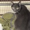 Nugget - Photo 4
