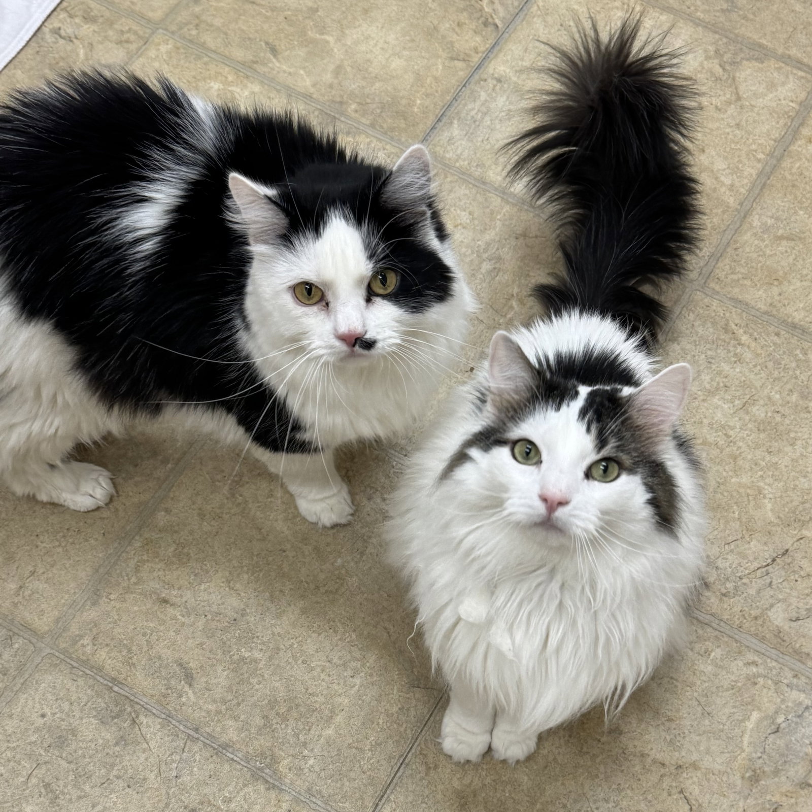 Georgie & Gatsby Fitzgerald