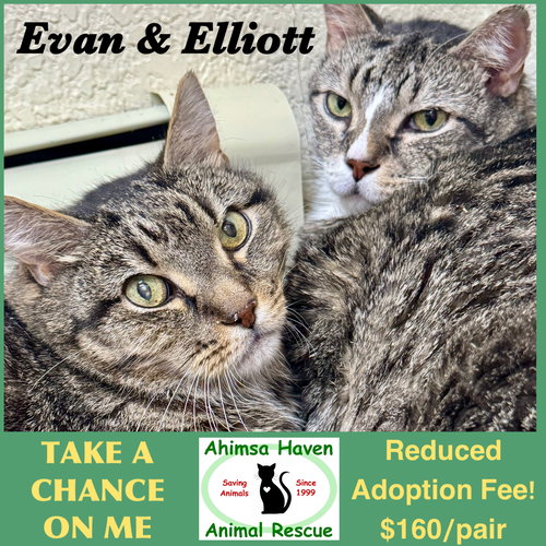 picture of the cat needing adoption