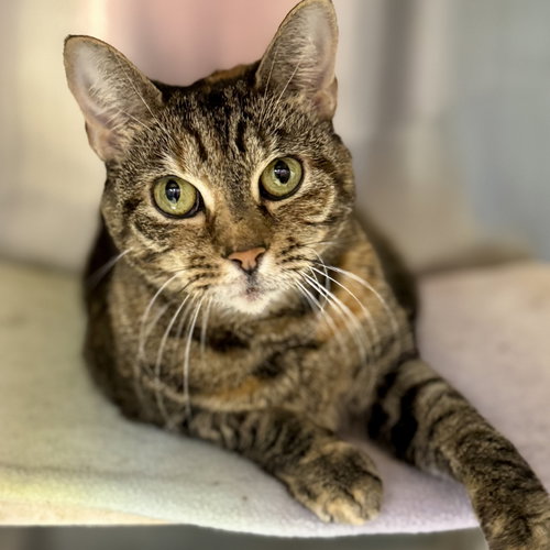 PRINCESS - Domestic Short Hair available for adoption