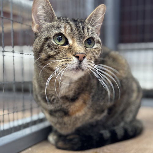 PRINCESS - Domestic Short Hair available for adoption
