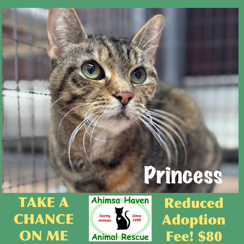 Princess, an adoptable Domestic Short Hair in Winchendon, MA
