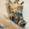 Princess - Photo 4