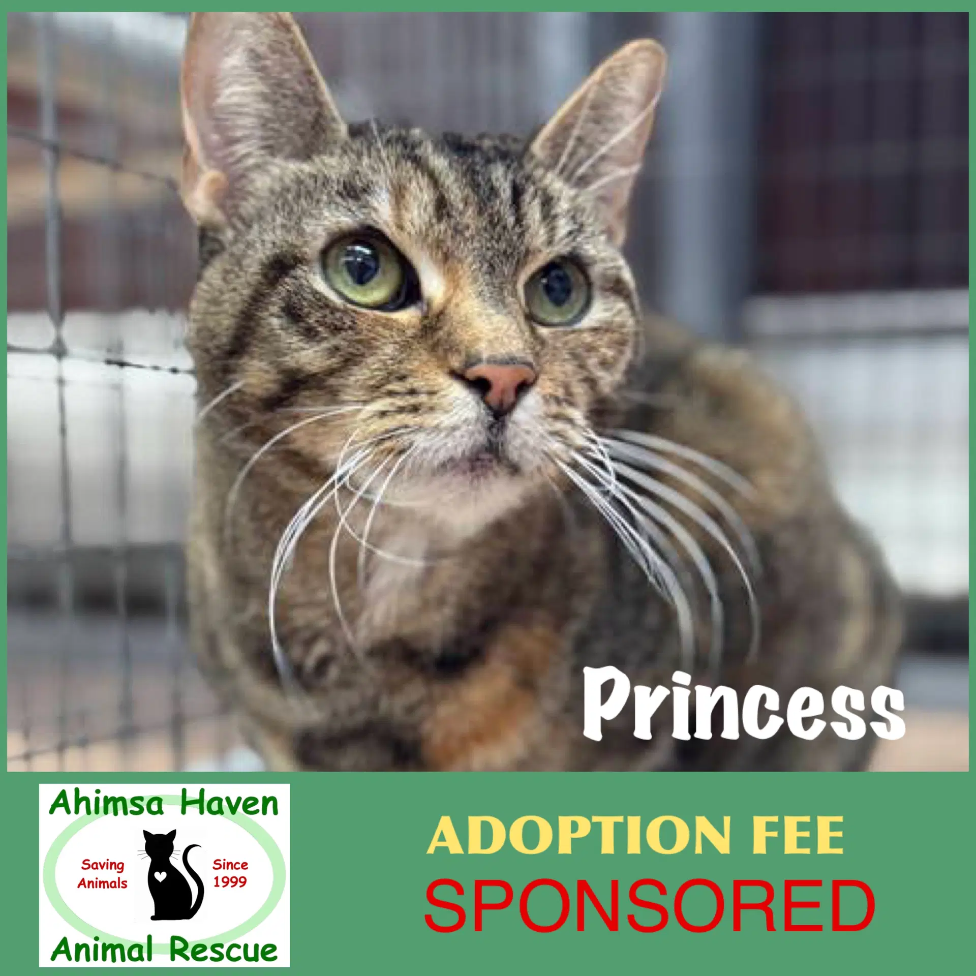 Princess - Domestic Short Hair