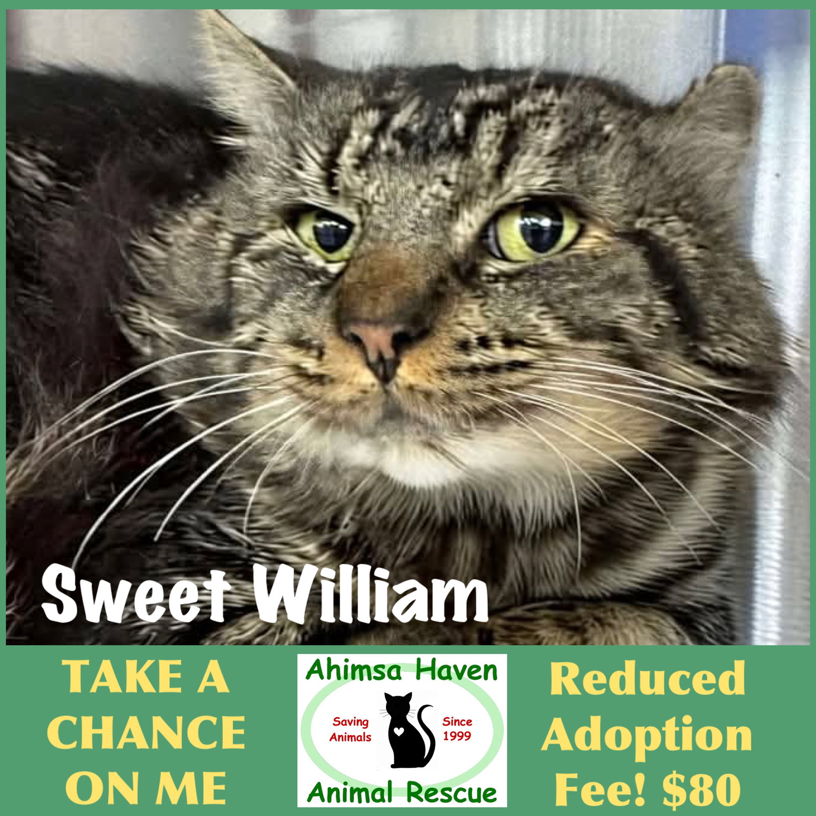 Sweet William