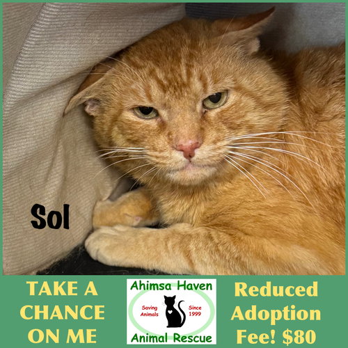 picture of the cat needing adoption