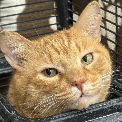 SOL - Domestic Short Hair / Tabby available for adoption