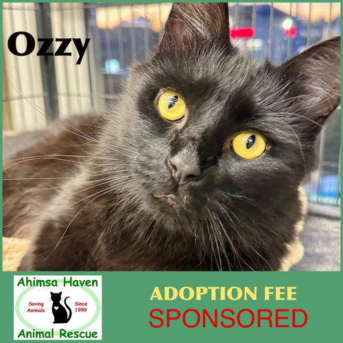 picture of the cat needing adoption