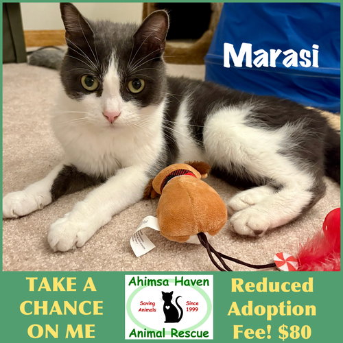 picture of the cat needing adoption