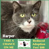 Harper - Photo 1