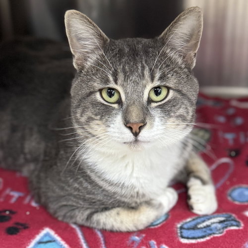picture of the cat needing adoption