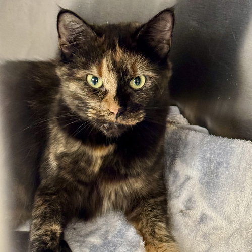 picture of the cat needing adoption