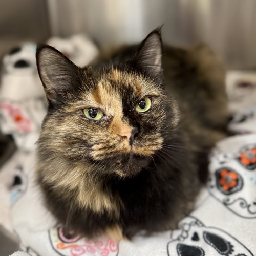 LUCY - Domestic Medium Hair / Tortoiseshell available for adoption