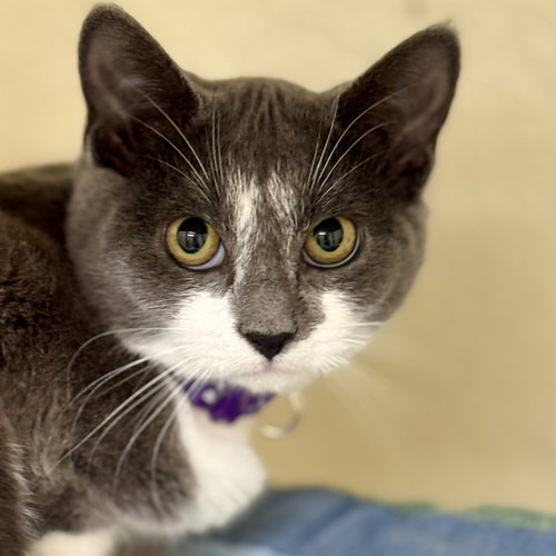 picture of the cat needing adoption