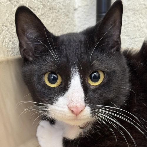 picture of the cat needing adoption