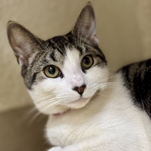 picture of the cat needing adoption