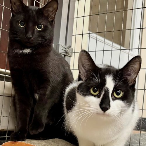 MAXIE - Domestic Short Hair available for adoption