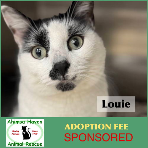 Louie, an adoptable Domestic Short Hair in Winchendon, MA