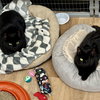 Clarice & Rugar - Photo 1