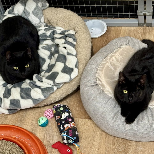 CLARICE & RUGAR - Domestic Short Hair available for adoption