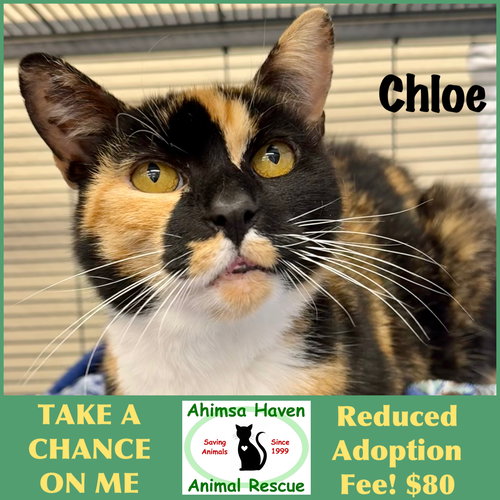 Chloe, an adoptable Domestic Short Hair in Winchendon, MA