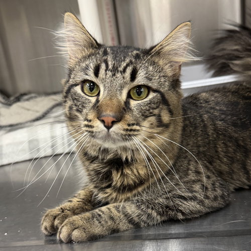 Dude, an adoptable Domestic Medium Hair in Winchendon, MA