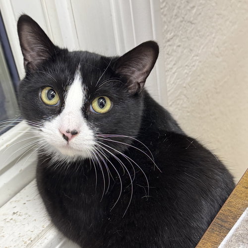 Scottie, Young Domestic Short Hair / Tuxedo (short coat), cat for adoption in Woburn, Massachusetts