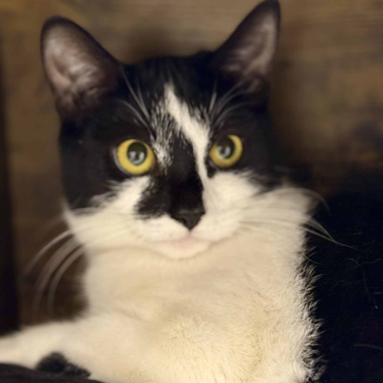 Lucy Image