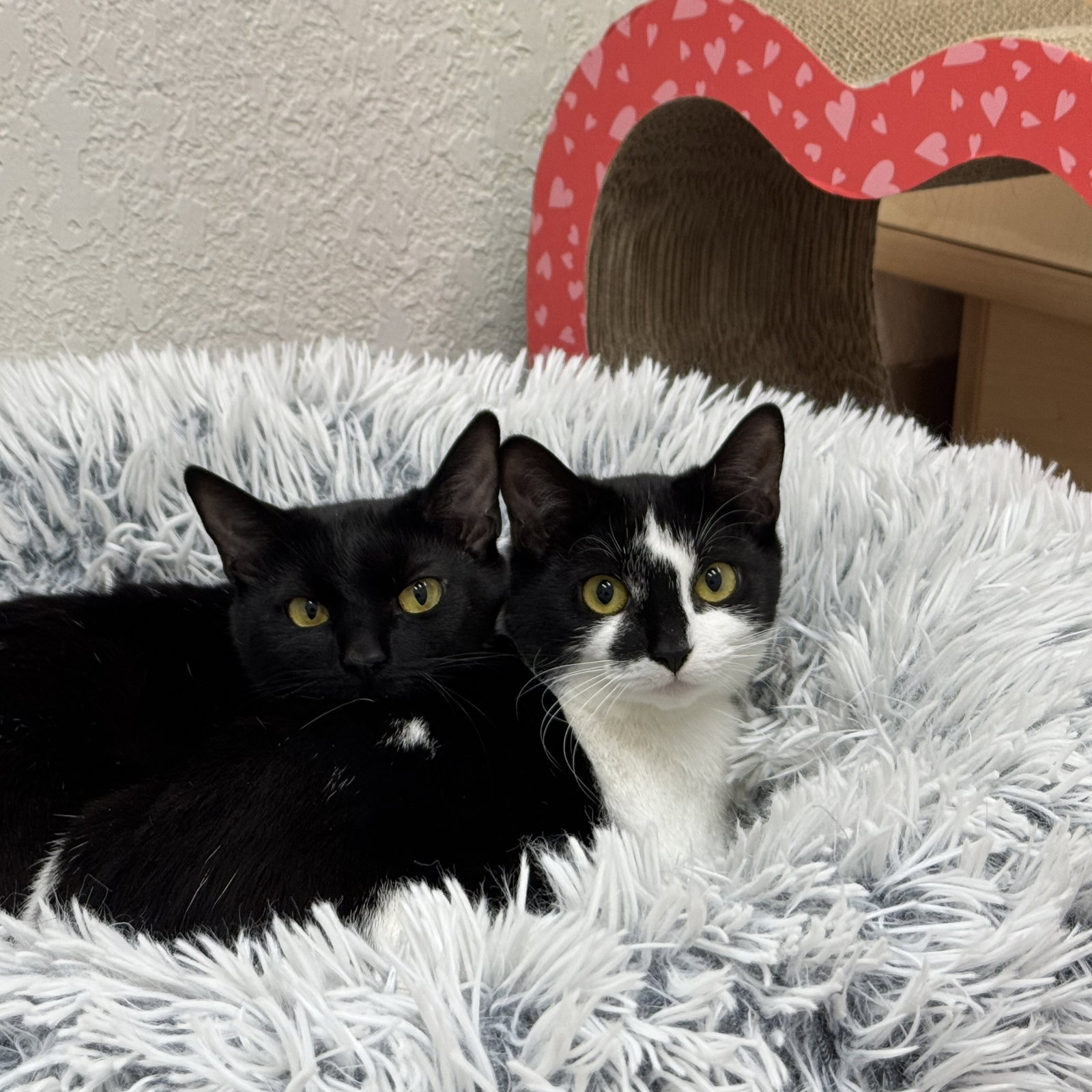 Lucy & Bobbie