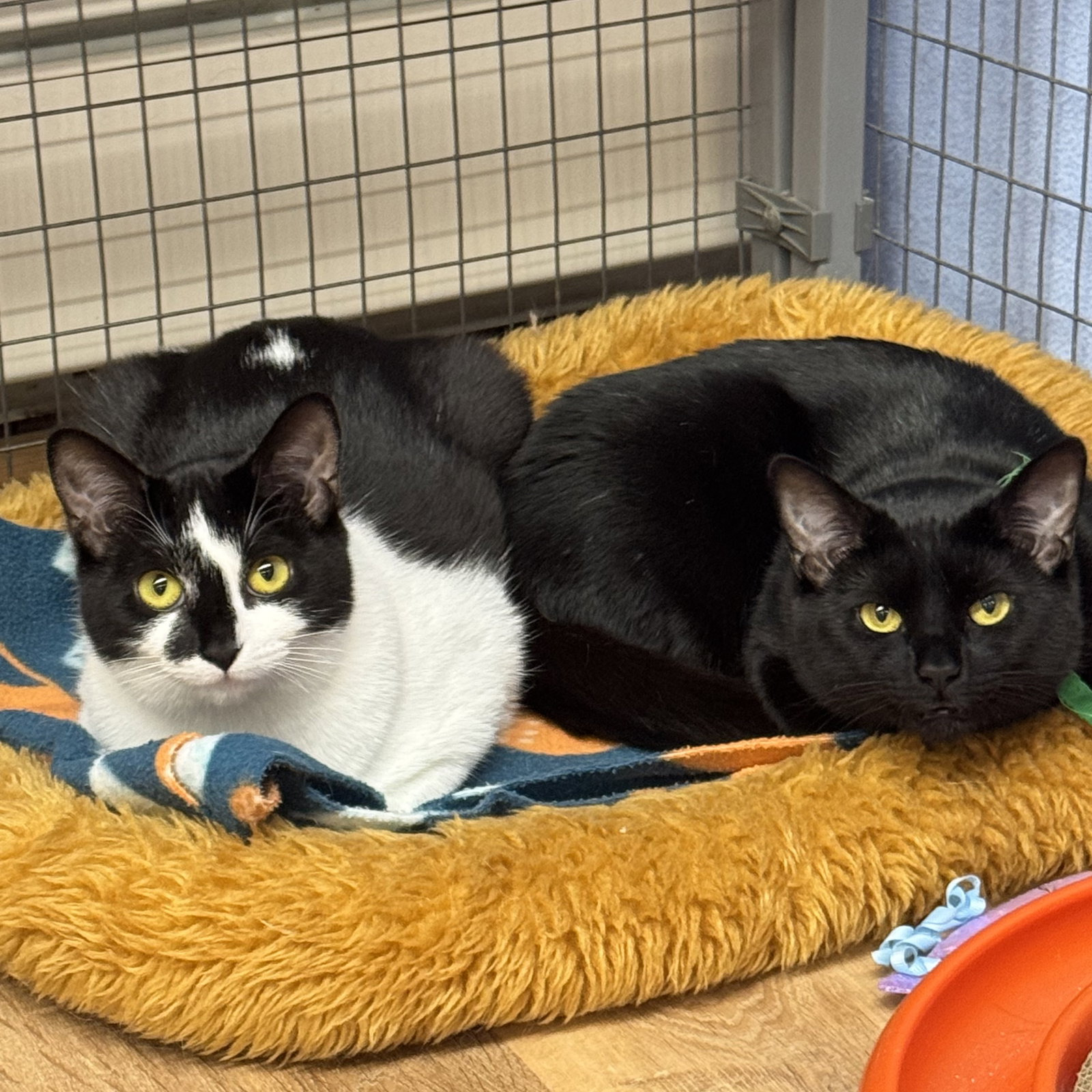 Lucy & Bobbie